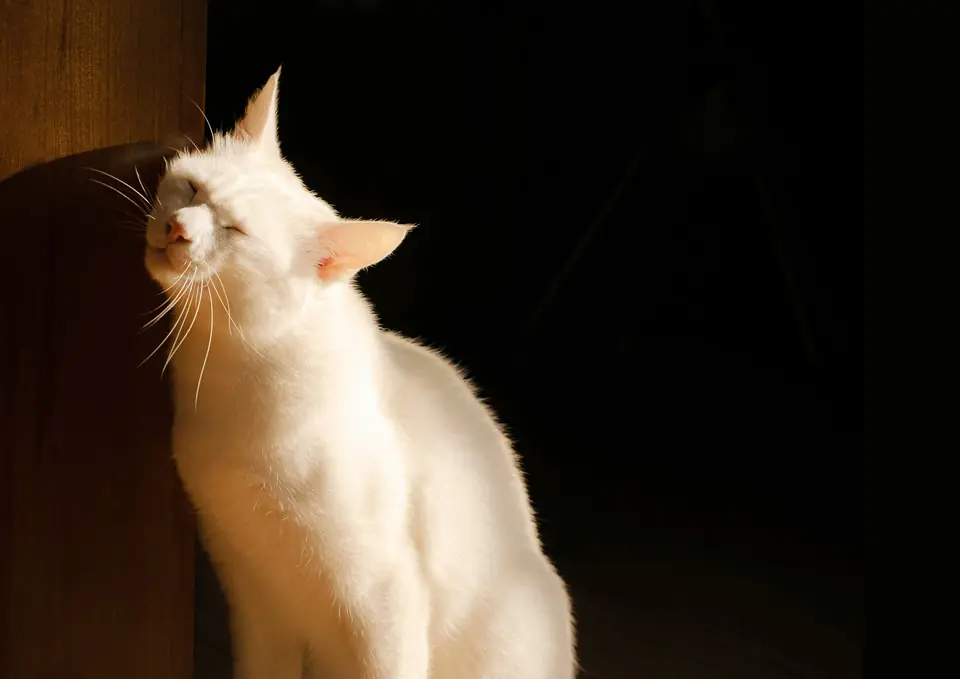 Gato blanco con los ojos cerrados al sol